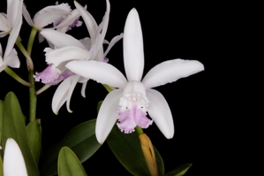 Cattleya intermedia Paradox AM/AOS 82 pts.